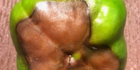 Gornja trulež na paprikama: šta učiniti, kako liječiti, fotografija